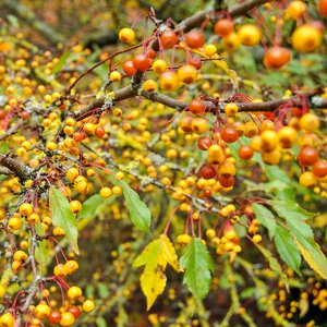 big size photo in the gallery