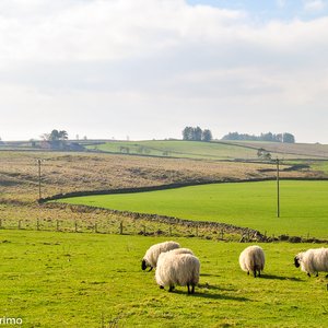 big size photo in the gallery