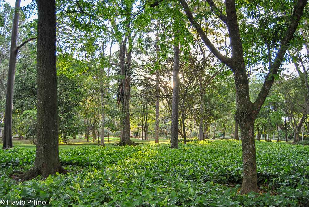 photo in the gallery