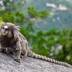 big size photo in the gallery