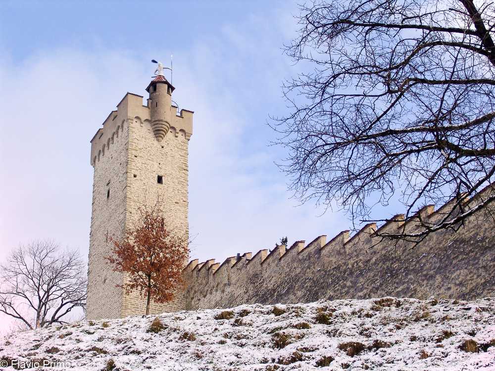 photo in the gallery