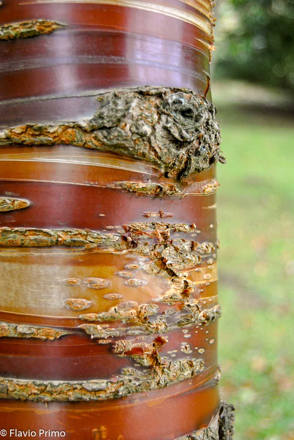 photo in the gallery