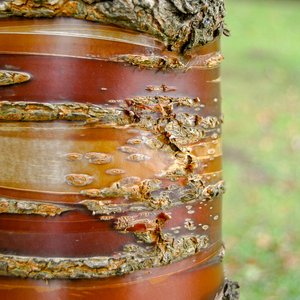 big size photo in the gallery