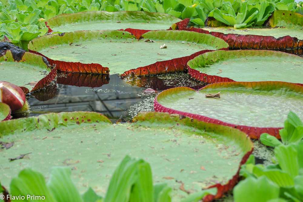 photo in the gallery