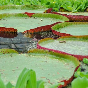 big size photo in the gallery