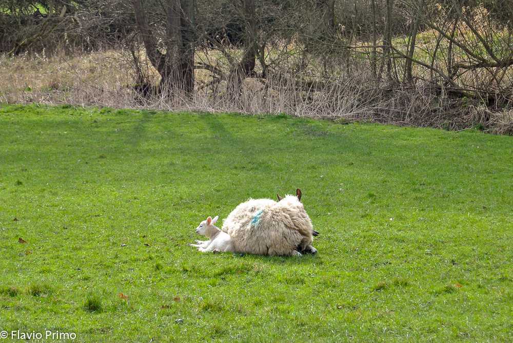 photo in the gallery