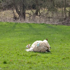 big size photo in the gallery